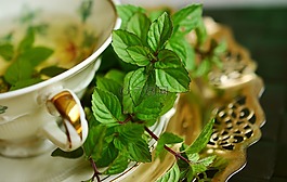 薄荷,薄荷茶,t恤
