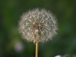 蒲公英,種子,花