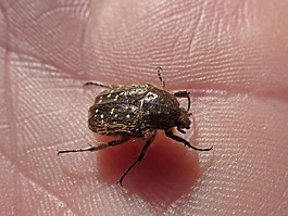oxythyrea funesta,甲殼蟲,鞘翅目