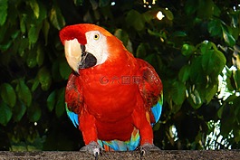 arara,熱帶鳥類,巴西動植物