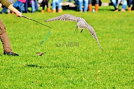 獵鷹,猛禽,鷙鳥