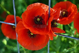 klatschmohn,罂粟,klatschrose