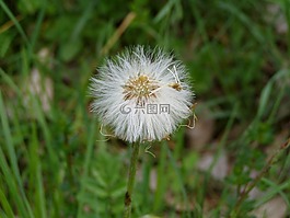 花,植物,蒲公英
