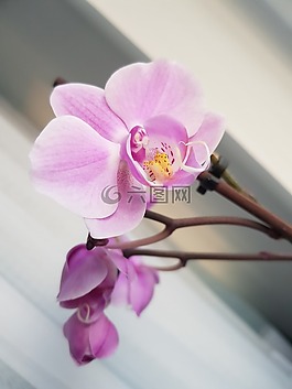 花,花瓣,自然