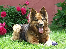 狗,德國牧羊犬,花園