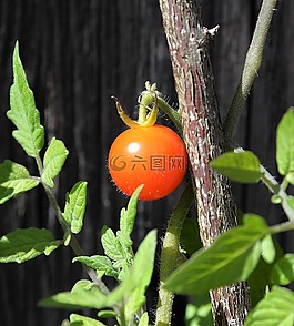 番茄,成熟,紅色