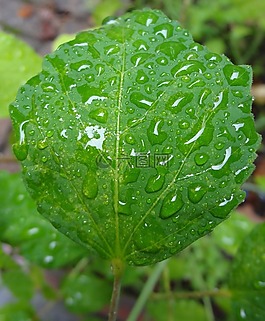 葉,雨,雨滴