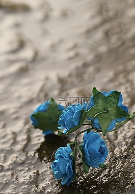 花,微型,玫瑰
