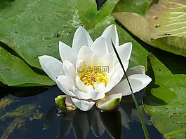 水百合,百合,花