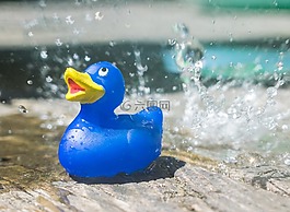 rubberduck,玩具,水