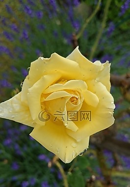黃玫瑰,花園,關(guān)閉