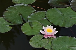 自然,花,池