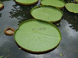 百合,水,環(huán)礁湖