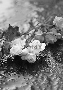 花,微型,玫瑰