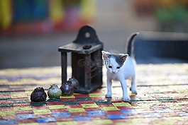 對象,動物,家養(yǎng)