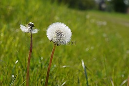 蒲公英,花卉,性質(zhì)