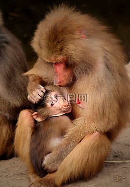 猴子,嬰兒,動物