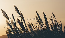 草,綠色,自然