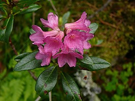 杜鵑,花,阿爾卑斯山