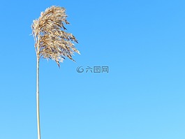 藍(lán)色的天空,植物,自然