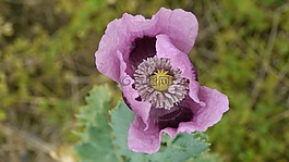 罌粟花,花園,野花