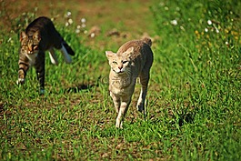 貓,mieze,狩獵