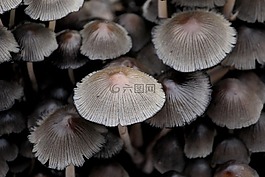 padenstoel,林,性質(zhì)