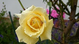 黃玫瑰,花園,雨滴