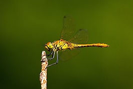 蜻蜓,昆蟲,翼