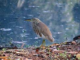 池鷺,鳥,禽