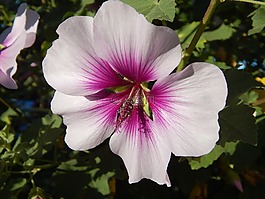 花,沙仑的玫瑰花,槿