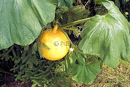 南瓜,黃色,蔬菜