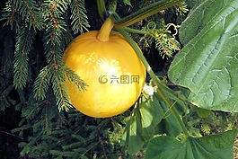 南瓜,黃色,蔬菜