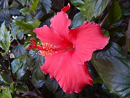 花,槿,紅色