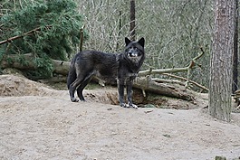 狼,動物,荒野