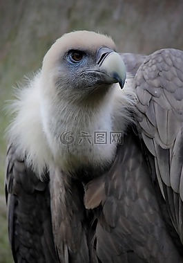 兀鷲,羽毛,鳥