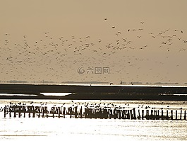 飛的鳥(niǎo),瓦登海,傍晚的天空