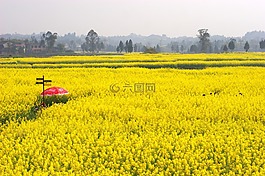 风景,油菜花,金黄色