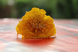 花,黃色花,花花園