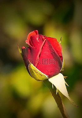 玫瑰,花,紅色