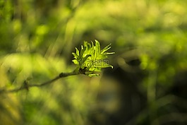 芽,豆芽,性質(zhì)