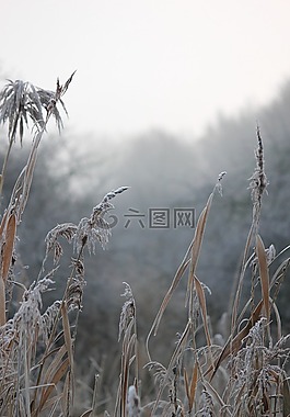 性質(zhì),蘆葦,景觀