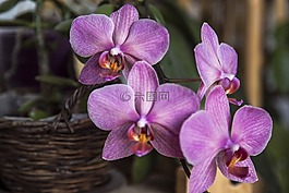 蘭花,花,鍋
