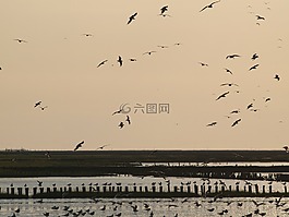 傍晚的天空,瓦登海,鳥(niǎo)類(lèi)