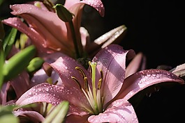 粉紅色的花,美麗的花朵,花
