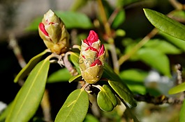 杜鵑,布什,開花