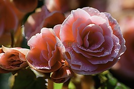玫瑰,粉紅玫瑰,花