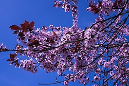 日本櫻花,鮮花,粉紅色