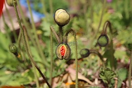 罂粟,yanggwibikkot,春天