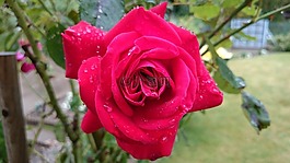 紅玫瑰,花園,雨滴